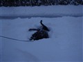 2010-11-28, Snöänglar 005.jpg