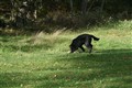 Valpkurs Beck 4 okt 2009 061.JPG